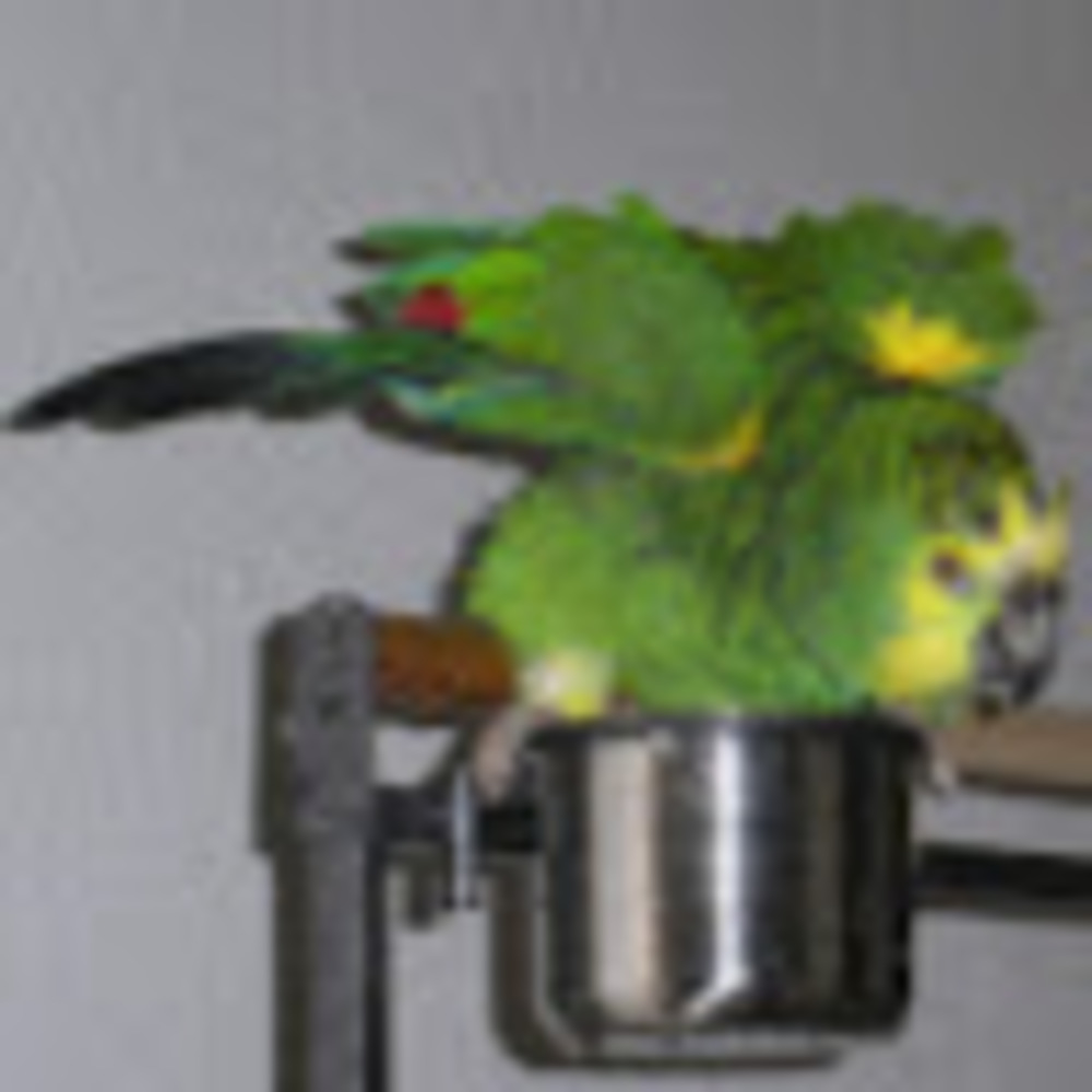 Meet your Posher, Debora